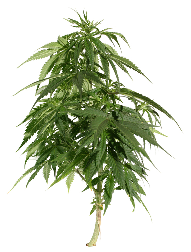 cannabis plant