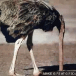 ostrich with head in the sand