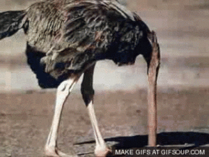 ostrich with head in the sand